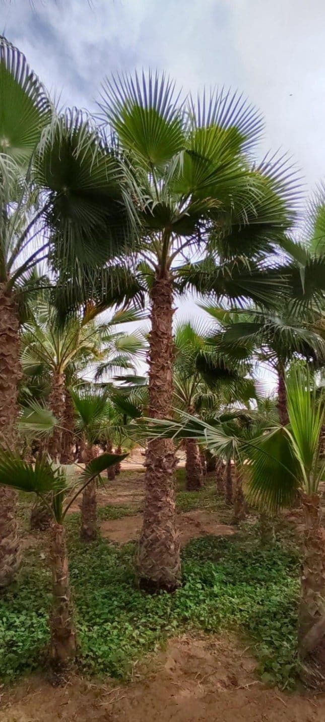 نخيل